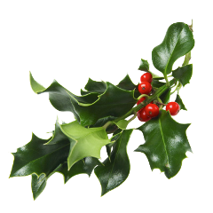 HOLLY SPRIG